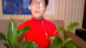 Спатифиллум после пересадки: уход