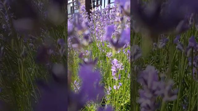 Sounds of summer #schorts смотреть онлайн