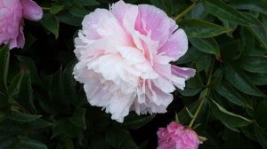 Пионы EDMOND ABOUT