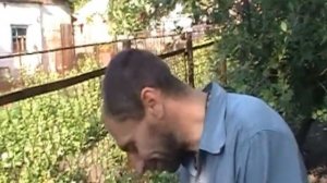 Смородина ...(нехватка витаминов)...