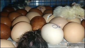 Первый вывод цыплят)))