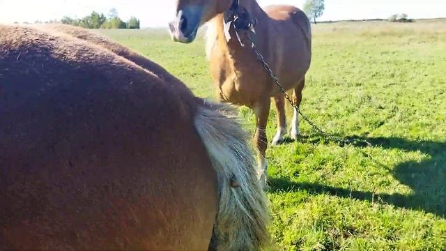 ЛОШАДИ В БЕЛОРУССИИ/ЖЕРЕБЧИК СОКОЛ НА ПРОДАЖУ смотреть онлайн