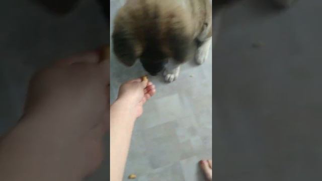 Американская Акита 2 месяца ,начало обучения смотреть онлайн