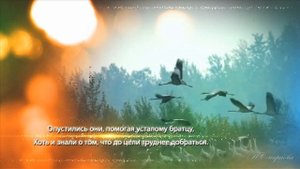 Осень журавли улетели. Далеко далеко журавли полетели