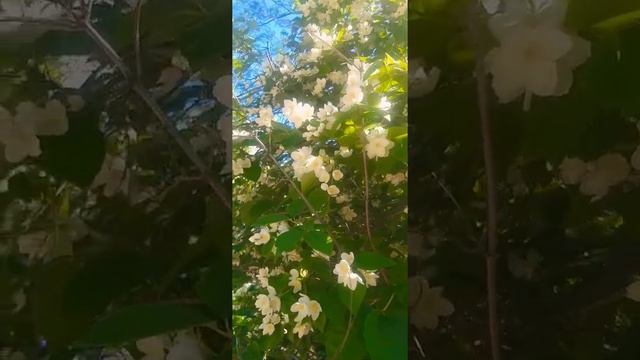 Люблю когда цветёт жасмин.🌷🌷🌷🌿🌿🌿 смотреть онлайн