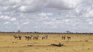Как поехать на Сафари в Кению / Tsavo West National Park