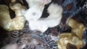 Поделки из капа