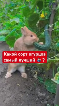 ЛУЧШИЙ сорт ОГУРЦОВ для центральной полосы РФ