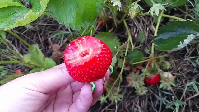 Клубника Клери (Clery) Ранний сорт. 08.06.2021 смотреть онлайн