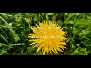 Немного про сад и немного про жизнь