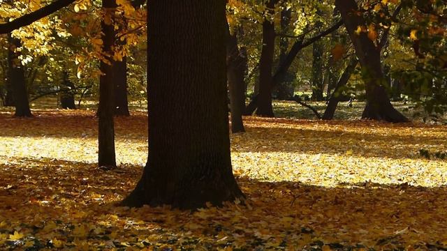 Mozart park Łazienki Warszawa Royal Park смотреть онлайн