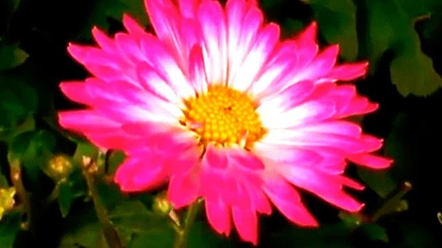 А ПОЛЕ Мелодекламация стихи автор-С.Санат читает С.Санат смотреть онлайн