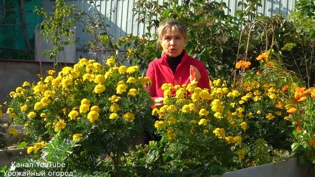 Осенние работы в саду || Подготовка растений к зиме - какие осенние удобрения выбрать?
