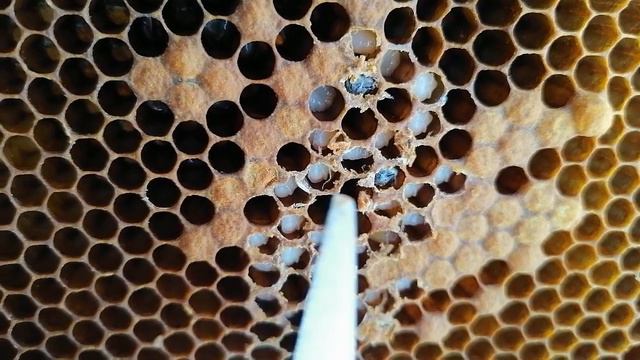 Пчелиный клещ ВАРРОА #shorts #bee #пчеловодство - YouTube