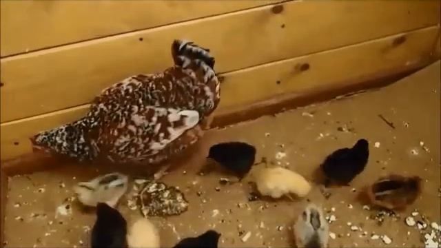 Сказка -быль про КУРОЧКУ С ЦЫПЛЯТАМИ смотреть онлайн