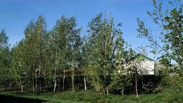 Народные приметы на 5 мая Луковый день