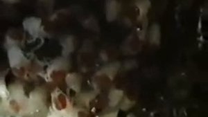 Размножение раков
