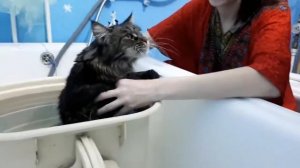 Помыть кошку мейн куна не так просто,как кажется,мейн кун против
