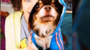 Неделя Меджик Петс. День 3. Мишаня🐶🔮(фан Ани Меджик)