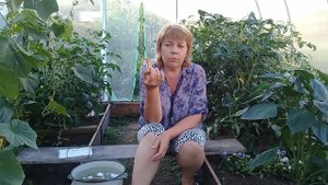 ПЕРЕЦ НЕ РАСТЕТ.Подкормка#ДРОЖЖАМИ#Дрожжи для подкормки растений. просто посмотри до конца.