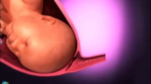 Взгляд на беременность изнутри  роды  Видео 3D