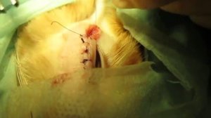 Inversion century Maine Coon cats. Заворот века у кота мейн-куна 2017