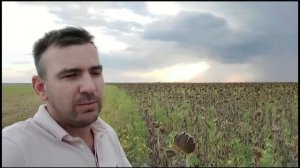 Самый плохой урожай подсолнечника за последние 18 лет