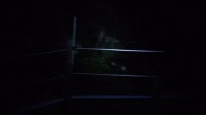 Медведи в приюте "Фишт" ( Кавказский заповедник)