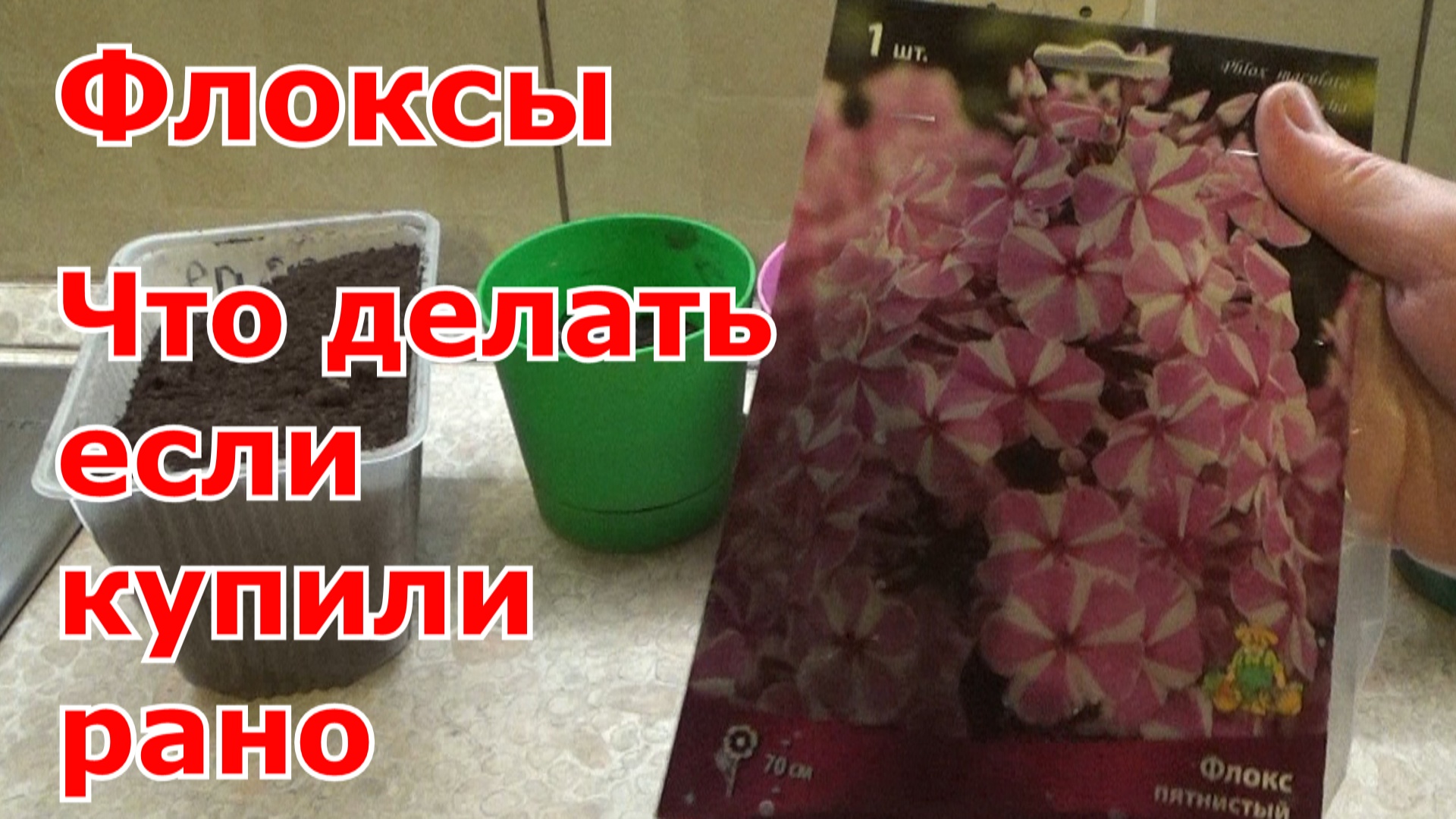 Флоксы. Корневище флокса в пакете куплено рано. Как сохранить флоксы до посадки в открытый грунт