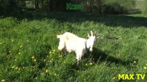 Домашние животные. Обучающее видео для детей. Игрушечные домашние животные и настоящие на ферме.