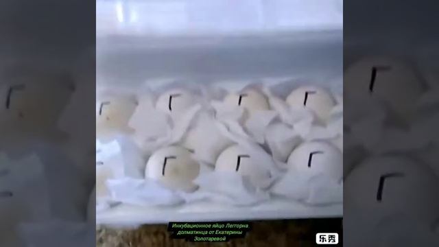 Леггорн долматинец смотреть онлайн