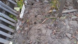 Осенний посев кедра сибирского в открытом грунте, недочеты.