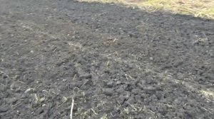 пытаюсь подготовить землю под чеснок