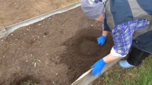 Посадка кабачков рассадой выращенной без земли Высадка кабачков на органику