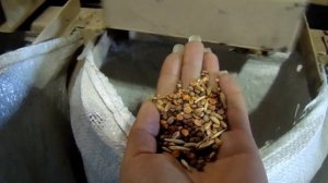 Очистка овса и вики на Петкус К-531