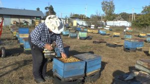 Объединение семей перед зимовкой, выбраковка слабых и малопродуктивных семей, совет от пчеловода.