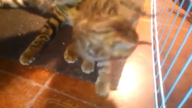 Бенгальские коты