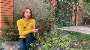 Айва японская (хеномелес) осенью - красота и польза!