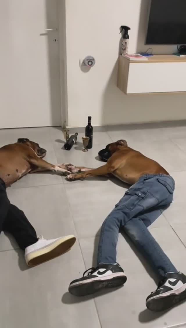 Пёсели чилят