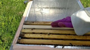 отводок пчёл на одну рамку заключительная часть