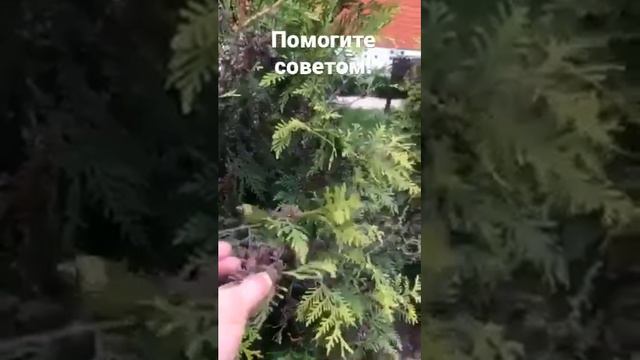 Туя! Что делать?