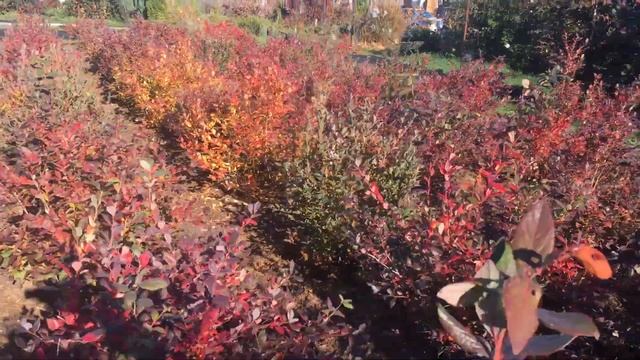 Добавили хвойный опад в почву. Плантация Голубики. смотреть онлайн