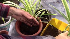 Комнатное растение.  Хлорофитум.  Как пересадить хлорофитум?!