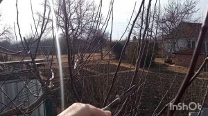 Как обрезать яблоню?, чтобы яблок было завались ?????! как отличить плодовые почки? и не срезать их