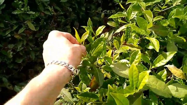 Краснодарский майский чай. Как растет и специфика сбора в России. смотреть онлайн