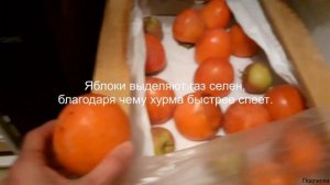 Хурма как сделать чтобы хурма не вязала и была спелой