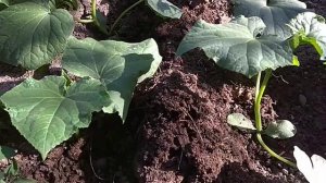 Рассада огурцов после фитолампы