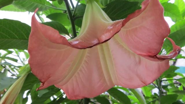 Петуния и Бругмансия на даче смотреть онлайн