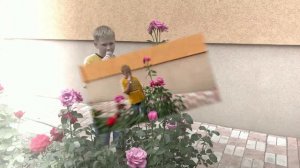 Белые белые розы