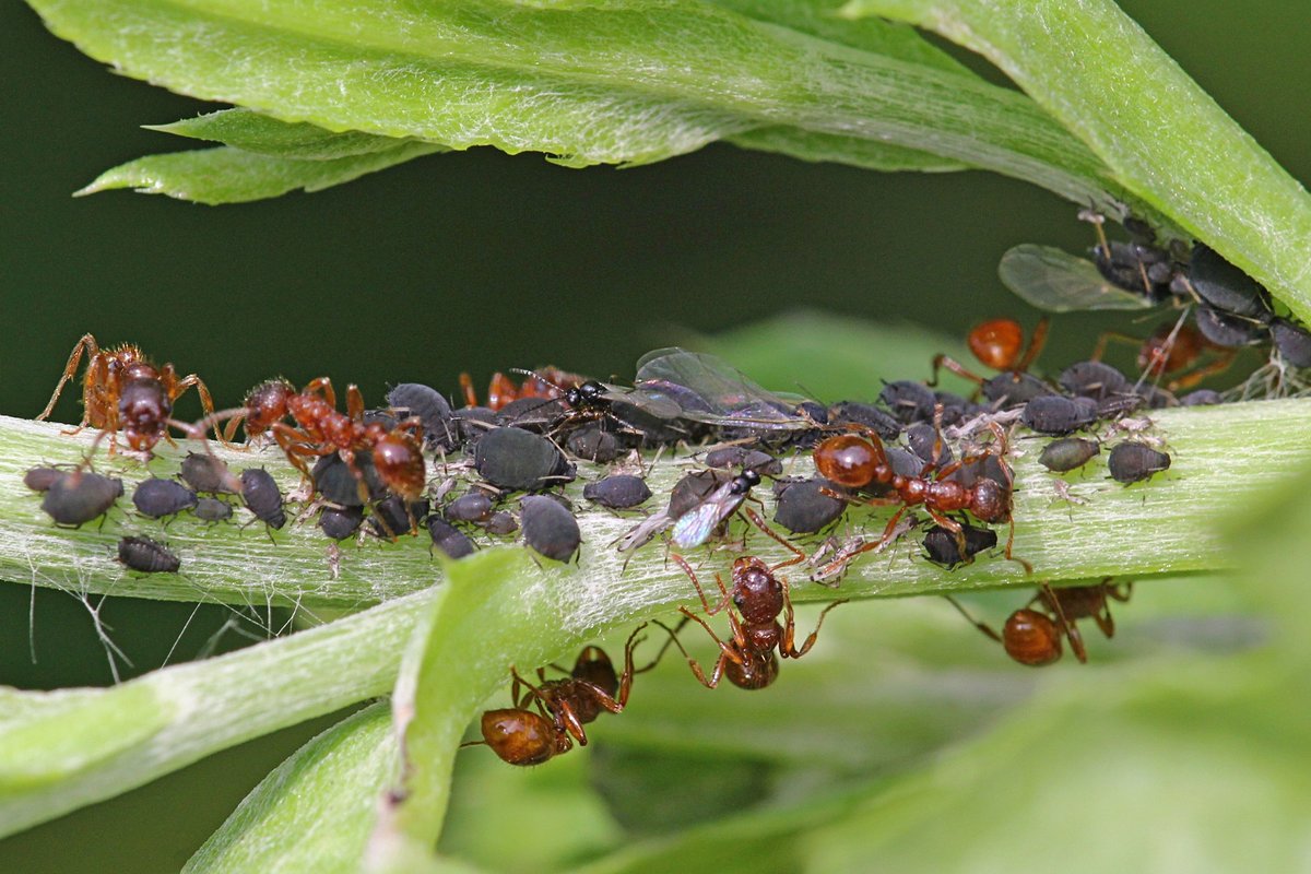 Тля и муравьи больше никогда не появится у Вас на огороде